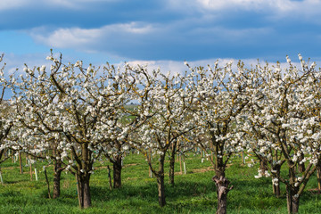 Fototapeta na wymiar Blühende Kirschbäume im Rheingau/Deutschland an einem sonnigen Tag
