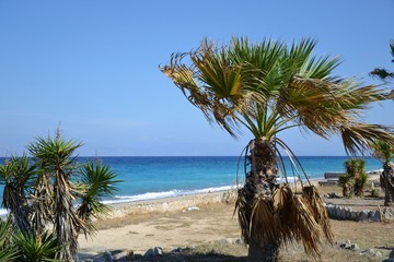 Ixia, Rhodes, Greece. Palm trees on the pebble beach in Paralia/Ixia, on the north coast of the...