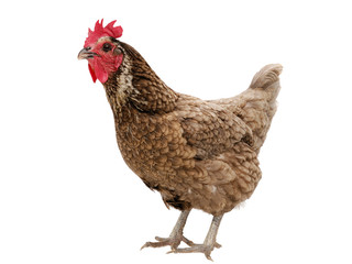 Chicken isolated against a white background.