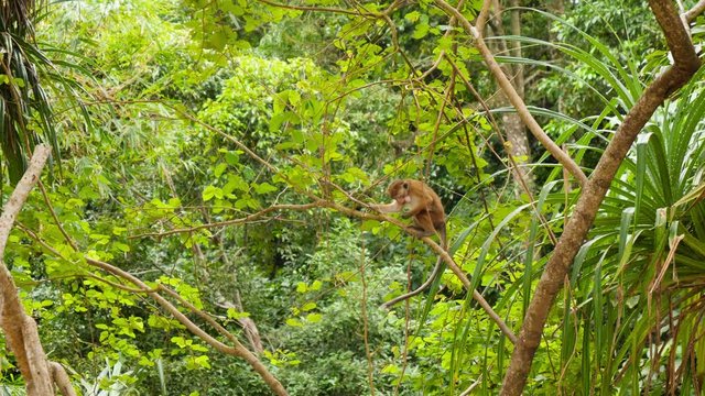 4k video of macaque monkey sitting on the tree branch and eating in tropical rainforest