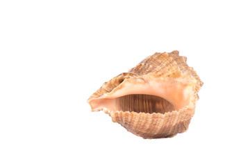 Seashell isolated over white background. Copy space.