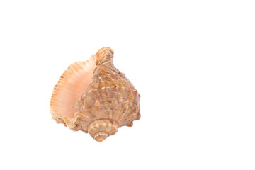 Seashell isolated over white background. Copy space.