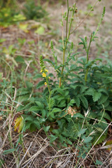 Agrimonia eupatoria