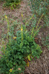 Agrimonia eupatoria
