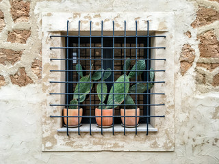 tree cactus behind bars in a window