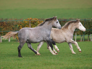 Herd of Ponies