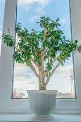 green money tree (Crassula) in a pot stands on the windowsill against a blue sky with clouds. Home comfort and minimalism. Vertical photo