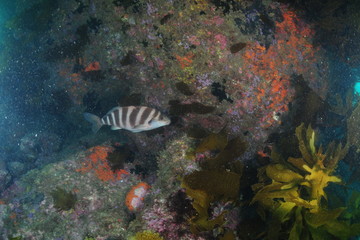 Fototapeta na wymiar Banded morwong (red moki) at rocky wall covered with invertebrates. Note particles scattered in water.