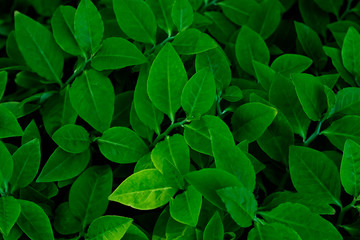 Fototapeta na wymiar Dark green leaves, tropical leaves with beautiful, orderly small leaves. With natural background For wallpapers.