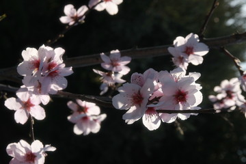 Obraz premium Spring blossom background. Beautiful nature scene with blooming tree and sun flare. Sunny day. Spring flowers. Beautiful Orchard. Abstract blurred background. Springtime
