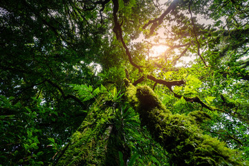 Fototapeta premium Beautiful steam green forest nature. with sun ray through branches of trees