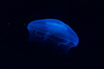 Blue jellyfish