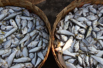 abundant fish patterns from the work of fishermen. sea ​​fish collected in a basket to be sold to collectors