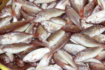 abundant fish patterns from the work of fishermen. sea ​​fish collected in a basket to be sold to collectors