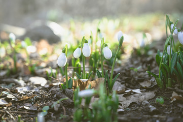 Close-up of white snowdrops in the forest. Sun shining