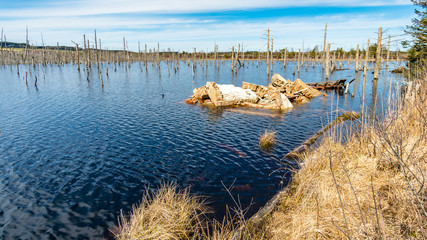 The largest bog and nature reserve in southern Germany