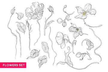 Apple blossom and Eustoma flowers. Botany. Set. Vintage flowers. Black and white illustration in the style of engravings.