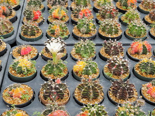 soft focus many Gymnocalycium mihanovichii Cactus blossom in flower pots with nature blurred background.