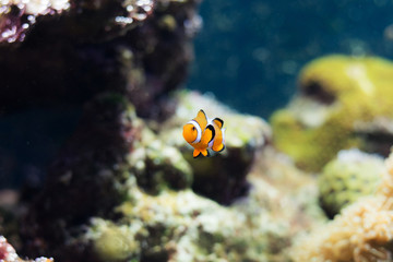 Fototapeta na wymiar Tropical Exotic Aquarium fish close-up.