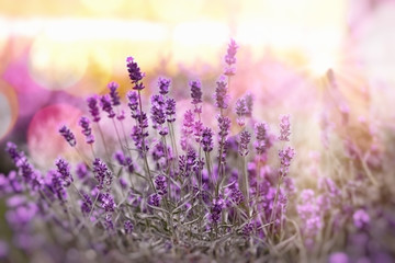Selective and soft focus on lavender, lavender flowers lit by sunlight in flowerbad - obrazy, fototapety, plakaty