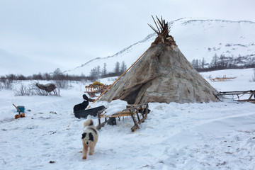 Dog near nenets reindeer herders choom in a winter