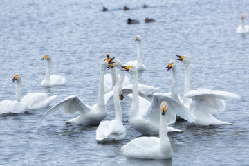 A flock of Whooper swan and ducks wintering on the thermal lake Svetloe (Lebedinoe), Altai Territory, Russia