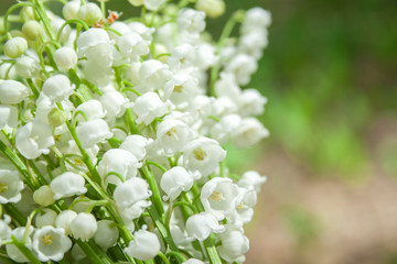 Spring flower lilies of the valley. Lily of the valley. Ecological background Blooming lily of the valley beautiful flower on sun rays