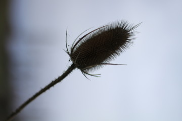 Dry thistle