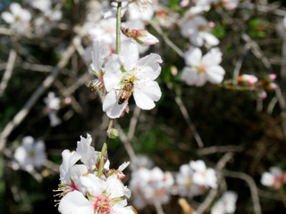 wild almond blossom
