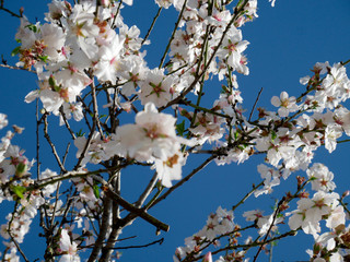 wild almond blossom