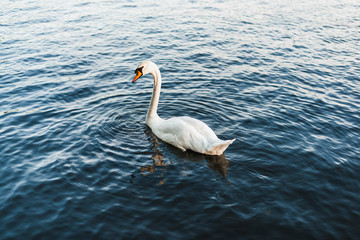 Obraz premium A swan swimming in the lake.