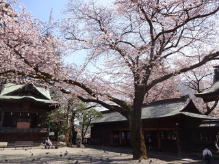 Cherry Blossom in Utsunomiya City, Japan