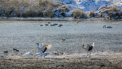 Winter migratory bird gangwon do chulwon cranes