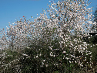 wild almond blossom