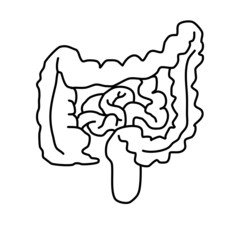 Realistic flat vector illustration of small and large intestine. Human internal organ, digestive tract. Vector illustration isolated on white background. Intestines linear icon. 