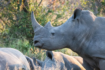 Rhinoceros together in Krueger Park, South Africa