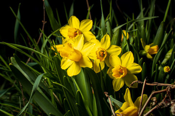 Narcissus Pseudonarcissus