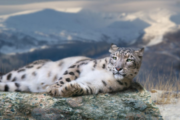 Snow leopard lay on a rock against snow mountain landscape
