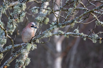 jay bird, Garrulus glandarius, perched within  a tree.