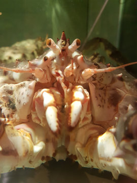 live king crab on sale in a supermarket