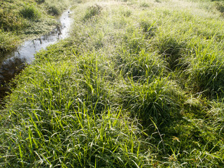 Obraz na płótnie Canvas Green grass with dew drops in spring morning sunshine