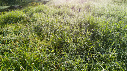 Green grass with dew drops in spring morning sunshine