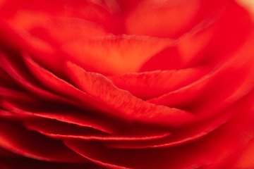 Beautiful red flower close up, elegant and glamour red texture, passionate background
