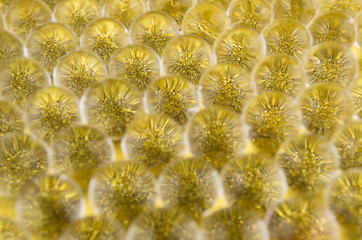 Abstract gold blur festive background - golden transparent glowing nucleuses on glittering surface.