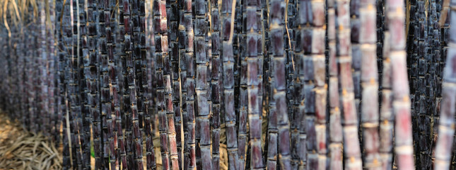 Sugarcane plants growing at field