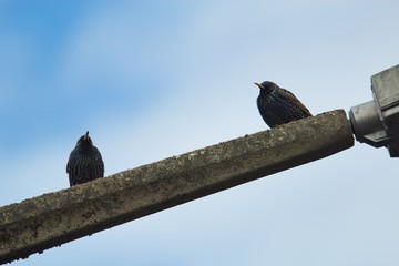 Zwei Stare sitzen im Frühling auf einer Laterne vor hellblauem Himmel, Sturnus vulgaris