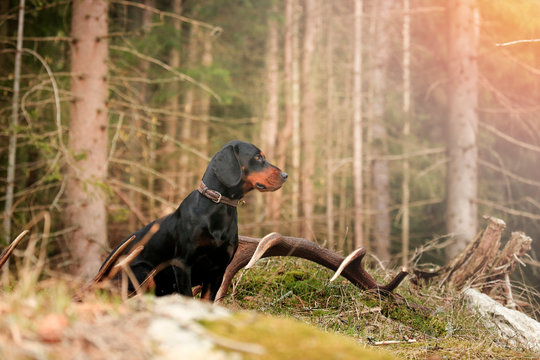 Hunting dog (slovak kopov ), deer antlers, Slovak nature