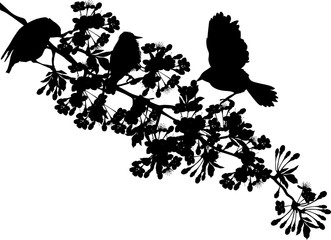 three bird and cherry tree flowers silhouette on white