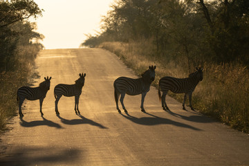 Zebras in Kruger park
