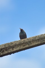 A starling sitting on a street light in spring with bright blue sky as background, Sturnus vulgaris